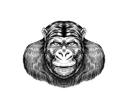 Western gorilla , Orangutan in vintage style. Colombian capuchin Proboscis monkey. Hand drawn engraved sketch in woodcut style.