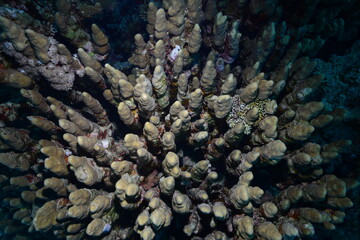 Underwater World. Coral fish and reefs of the Red Sea.Underwater background.Egypt	