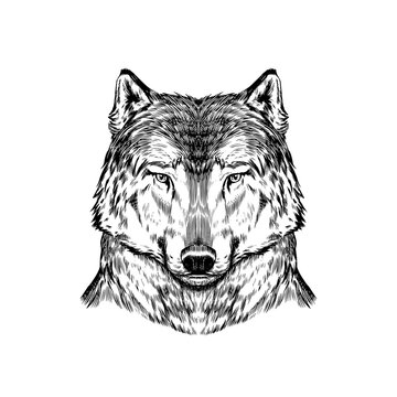 Wild wolf. Forest predator. Animal in vintage style. Retro vector illustration. Doodle style. Hand drawn engraved sketch