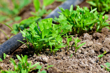 green and fresh cilantro (coriander) growing in vegetable garden. Coriander leaves in vegetables garden for health, food and agriculture concept. Organic coriander leaves background.
