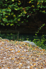Colorful autumn leaves by the river. Selective focus.