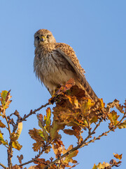 Kestrel Perched on a Branch