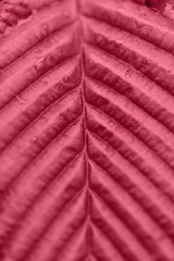 Close-up of leaf with drops of water. Abstract natural background. Magenta color.