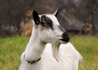 Domestic goat on the background of autumn pasture