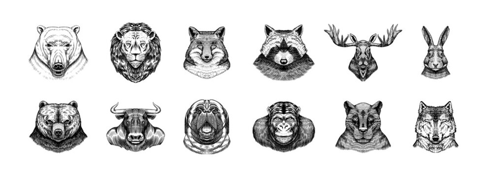 Fox and raccoon, dog Deer and hare, panther and wolf monkey Polar bear and lion, Brown bear and bull.. Animal in vintage style. Retro vector illustration. Doodle style. Hand drawn engraved sketch