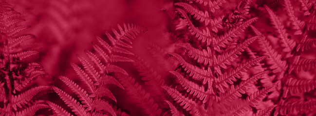  Banner natural light magenta fern wallpaper.