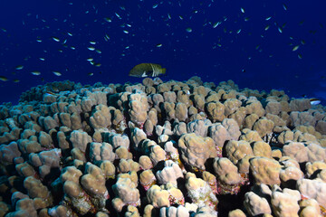  Underwater World. Coral fish and reefs of the Red Sea.Underwater background.Egypt	