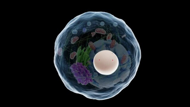 3d rendered medical animation of a human cell's nucleus.