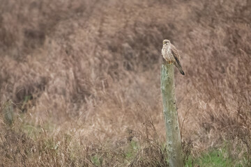 Common kestrel (Falco tinnunculus) perches on a post in the marsh.