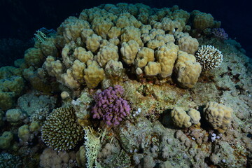 Underwater World. Coral fish and reefs of the Red Sea. Underwater background. Egypt	