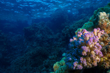 Fototapeta na wymiar Underwater World. Coral fish and reefs of the Red Sea. Underwater background. Egypt 
