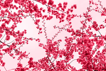 Viva Magenta color of the year 2023 Blooming sakura branches with pink purple flowers close-up against sky