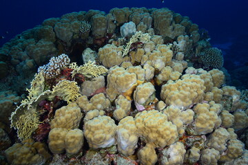 Underwater World. Coral fish and reefs of the Red Sea. Underwater background. Egypt	