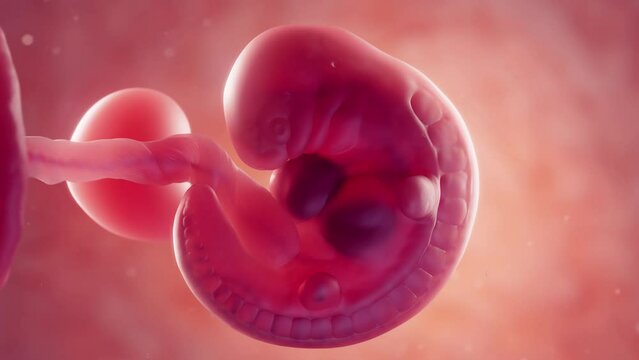 3d rendered medical animation of an embryo at 5 weeks of gestation