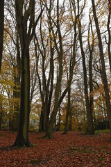 a walk though piper's hill and Dodderhill common forest also known as Hanbury woods with the leaves coloured orange during autumn