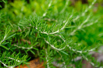 Fresh Rosemary Herb (Rosmarinus officinalis), selective focus on blurry background. Green leaf use as concept of minimalism background. Houseplant care concept, for modern interior decoration garden.