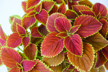 Coleus or Painted Nettle tropical tree (Plectranthus scutellarioides) are Lamiaceae family plant. Orenge and brown leaves isolated on white background
