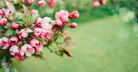 Spring banner, branches of blossoming red cherry with light bokeh background. Viva Pink magenta sakura flowers, copy space border branch. Selected focus on flower bud