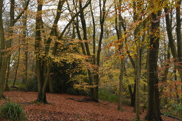 a walk though piper's hill and Dodderhill common forest also known as Hanbury woods with the leaves coloured orange during autumn