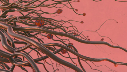 Respiratory system lungs and alveoli