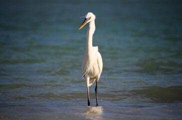 Great egret (Ardea alba), a medium-sized white heron fishing on the Caribbean beach on Holbox Island in the Mexican state of Quintana Roo, Yucatán Peninsula,  Gulf Coast of México.