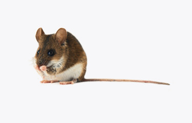 Theriology. Mouse-like rodents of boreal forests, north-east of Europe. Forest mouse, Wood mouse...