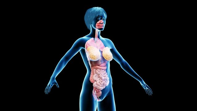 3d rendered medical animation of a woman's various organ systems
