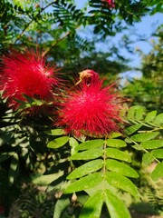 red and yellow flowers