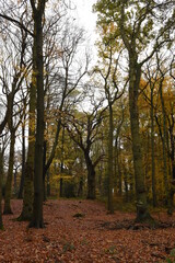 a walk though piper's hill and Dodderhill common forest also known as Hanbury woods with the leaves coloured orange during autumn