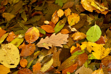 Hojas de otoño