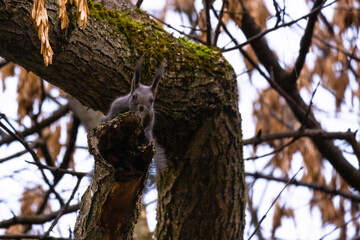 Fototapeta na wymiar cute young with squirrel portrait on a branch