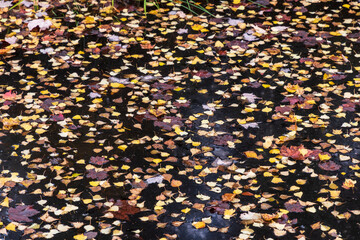 Autumn leaves on water at La Mauricie national park in Quebec. Canada.