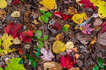 Autumn leaves on the  ground at La Mauricie national park in Quebec. Canada.