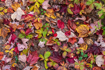 Autumn leaves on the  ground at La Mauricie national park in Quebec. Canada.