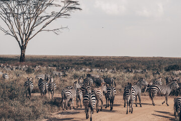 zebras in the savannah