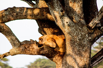 Lion on the tree in Serengeti