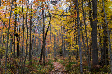 Forest with fall colors at La Mauricie national park in Quebec. Canada.