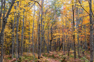 Forest with fall colors at La Mauricie national park in Quebec. Canada.