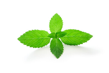 Young mint leaves isolated on white background , top view , flat lay.