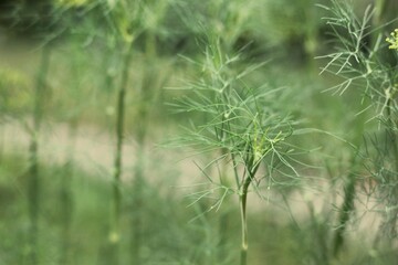 close up of grass
