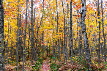 Forest with fall colors at La Mauricie national park in Quebec. Canada.