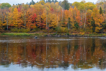 Forest with fall colors at La Mauricie national park in Quebec. Canada.