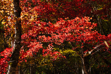 紅葉