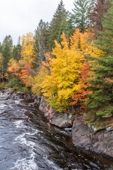 Fototapeta na wymiar Forest with fall colors at La Mauricie national park in Quebec. Canada.