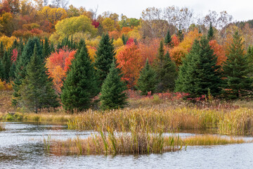 Forest with fall colors at La Mauricie national park in Quebec. Canada.