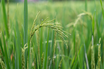 Fototapeta na wymiar Green rice fields texture of ears close-up.