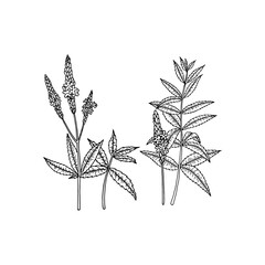 American blue vervain (Verbena hastata). Vector hand drawn illustration in sketch style. 