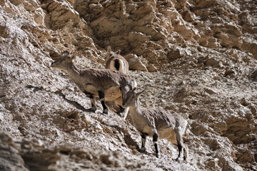 A herd of blue sheeps in Markha Valley, Ladakh
