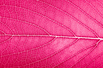 Naklejka na ściany i meble leaf detailed texture super close up macro In Color of the year 2023 vibrates with vim and vigor magenta
