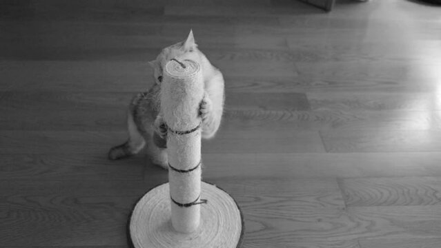 White kitten playing with toy. Small cat playing with toy at home
